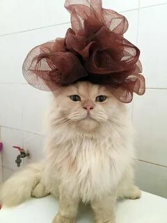 Безумный кот