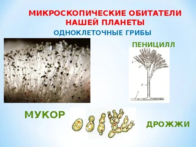 Многоклеточные грибы мукор. Одноклеточные грибы пеницилл. Плесневый гриб пеницилл. Гриб пеницилл плесень. Гриб мукор (Mucor).