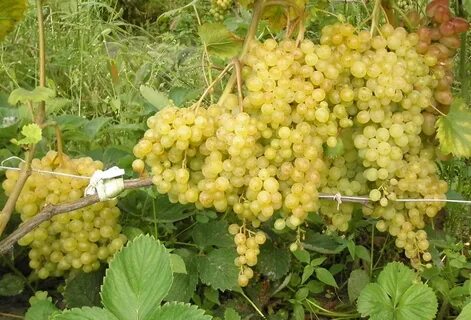 Виноград сверхранний