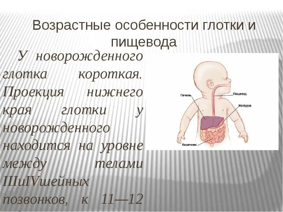 Пищевод у новорожденного. Особенности пищеварительной системы у детей. Анатомо-физиологические особенности пищеварительной системы у детей. Возрастные особенности пищеварительной системы у детей. Особенности строения пищевода у детей.