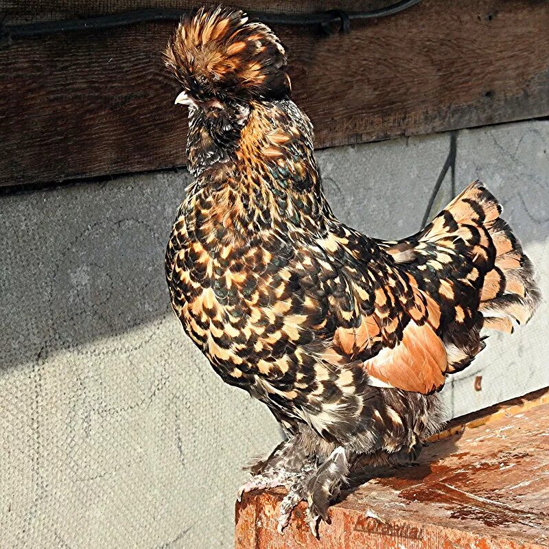 Курица павловская золотистая. Павловская золотистая порода. Павловская золотая порода кур. Павловская золотая порода кур. Куры павловское золото.