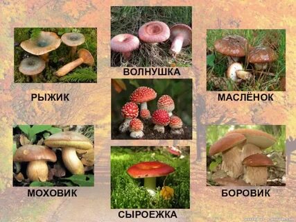 Лисичка сыроежка рыжик грибы