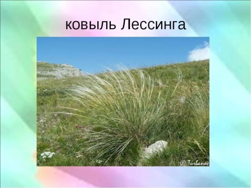 В какой природной зоне растут злаки. Ковыль Лессинга (Stipa lessingiana). Ковыль перистый «пушистое облако». Крымская степь. Ковыль Лессинга красная книга.