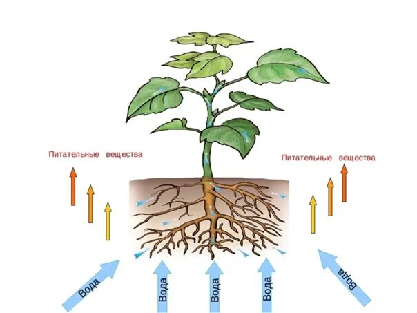 Вода в жизни растений. Роль воды для растений. Роль воды в жизни растений. Питательные вещества для растений.