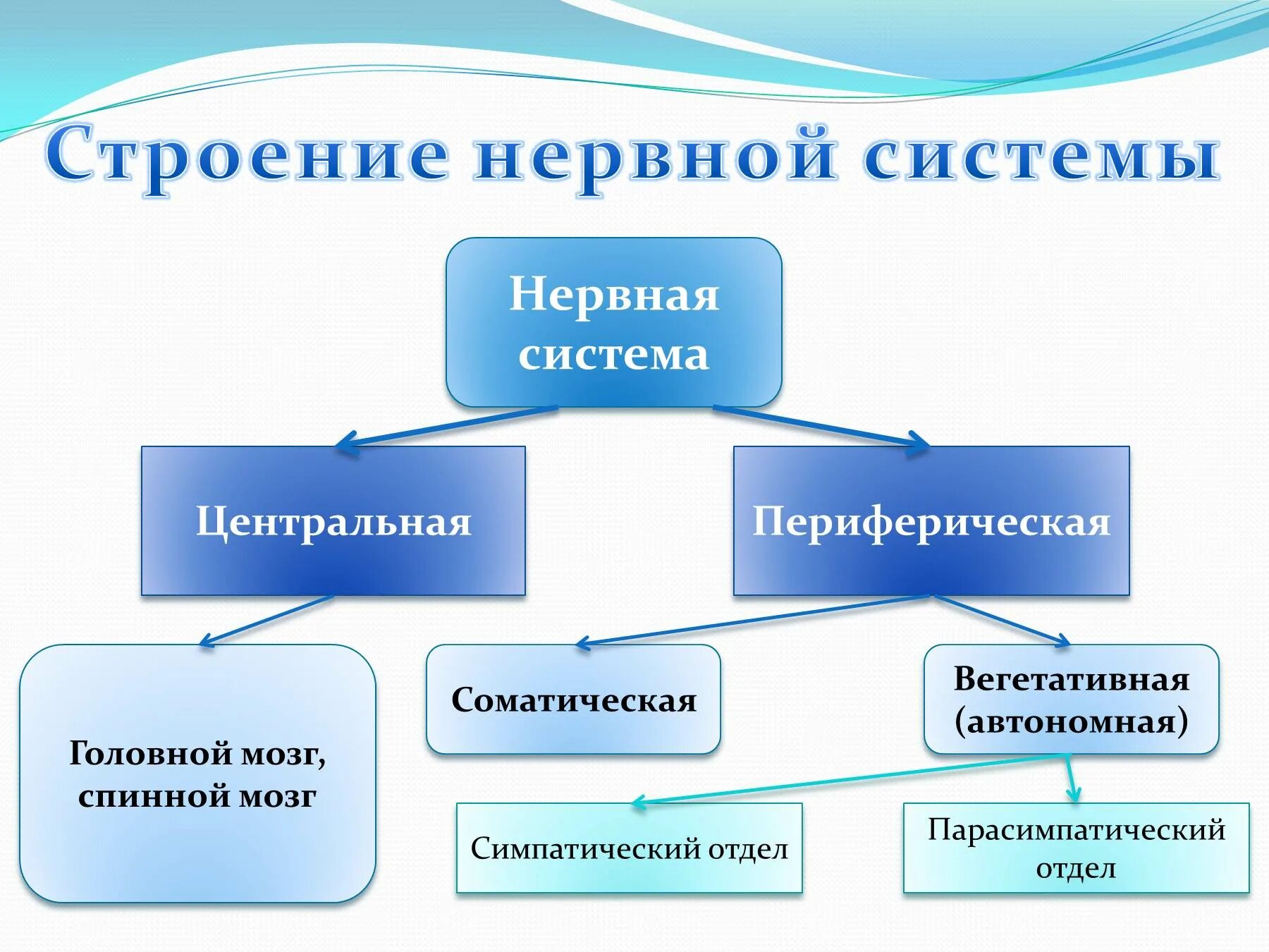 Нервная система человека строение Центральная и периферическая. Нервная система человека схема. Центральные и периферические отделы соматической нервной системы. Схема нервной системы человека Центральная и периферическая.