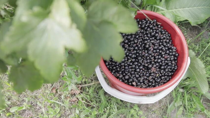 Урожай смородины. Черная смородина в ведре. Сбор черной смородины.