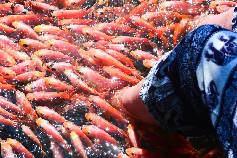 Рыбы рек Шри Ланки. Красная рыба на Шри Ланке. Рыбки на Шри Ланке.