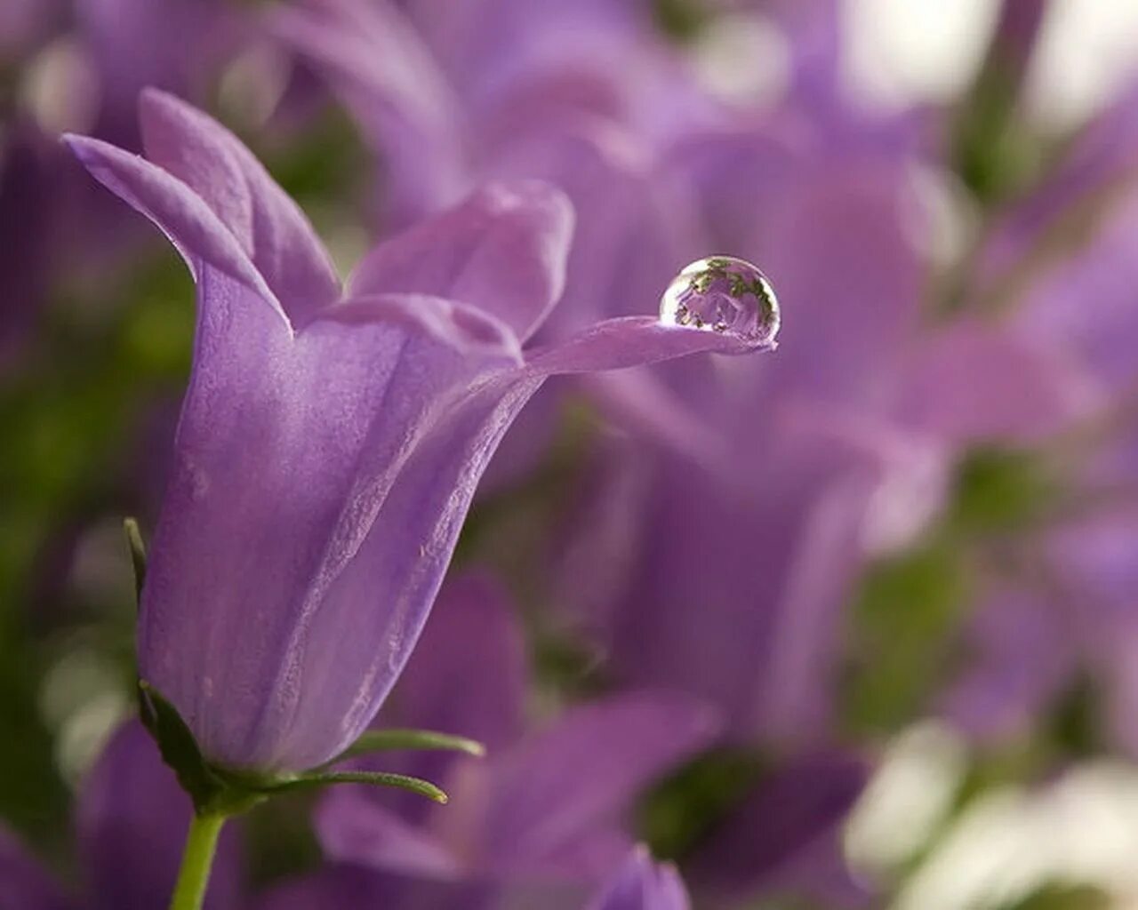 Кампанула колокольчик сиреневый. Кампанула лиловая. Колокольчик Кампана Lilac. Колокольчик Кампанула Lilac.