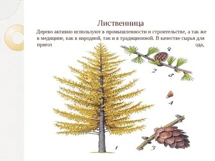 Лиственница особенности строения