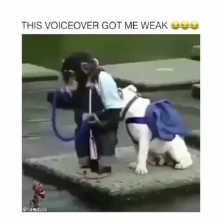 Тянуть обезьяна