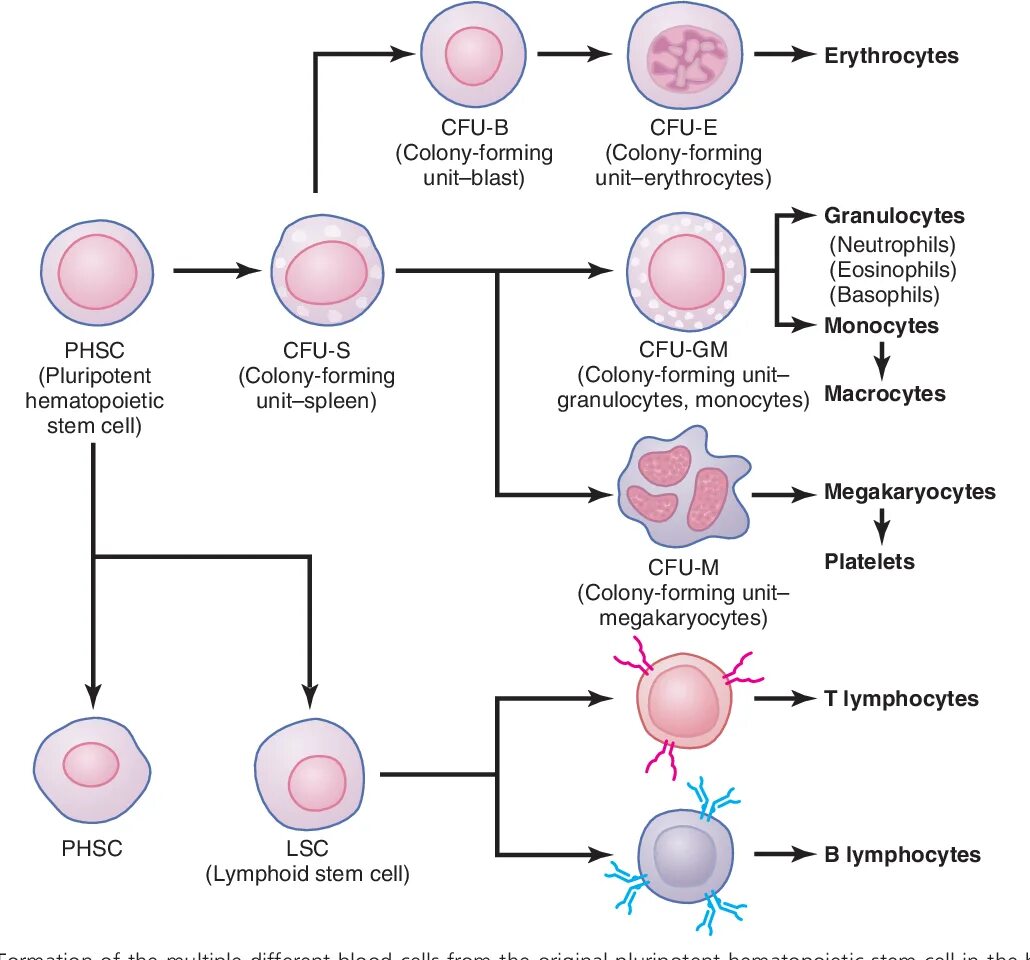 Эритроциты макрофаги. Дифференцировка стволовой клетки. Схема дифференцировки клеток крови. Стволовая клетка крови дифференцировка. Гемопоэтическая стволовая клетка.