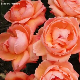 Ladies marmalade