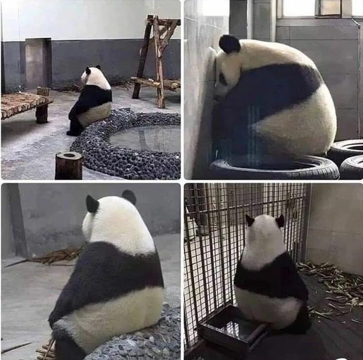 Панда прикол. Panda meme. Панда мемы. Panda meme. Панда с китайским лицом.