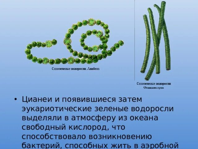 Нитчатые водоросли архейской эры. Архейская Эра водоросли. Сине зеленые водоросли архейской эры. Водоросли выделяют кислород.