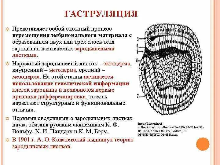 Признаки дифференцировки клеток зародыша появляются. Признаки дифференцировки клеток зародыша появляются