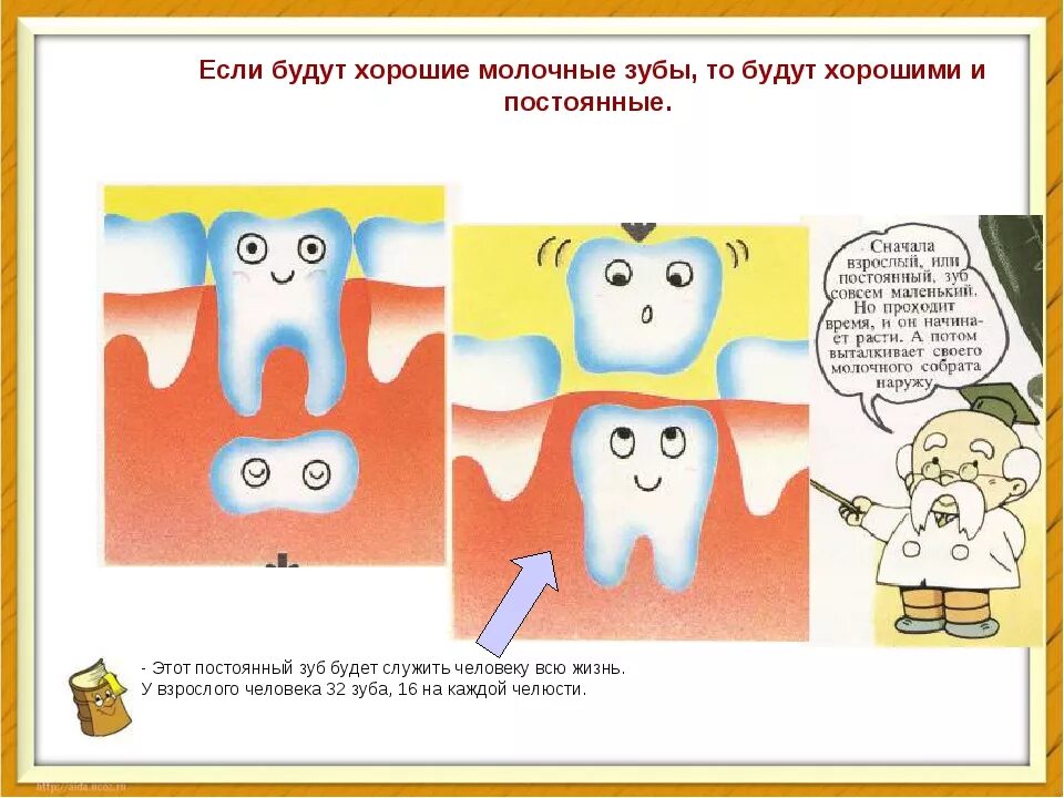 Молочные зубы картинки. Строение молочного зуба у детей. Строение зуба человека для детей.