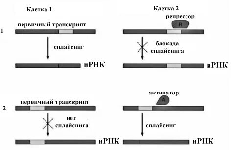 Ирнк образуется при транскрипции