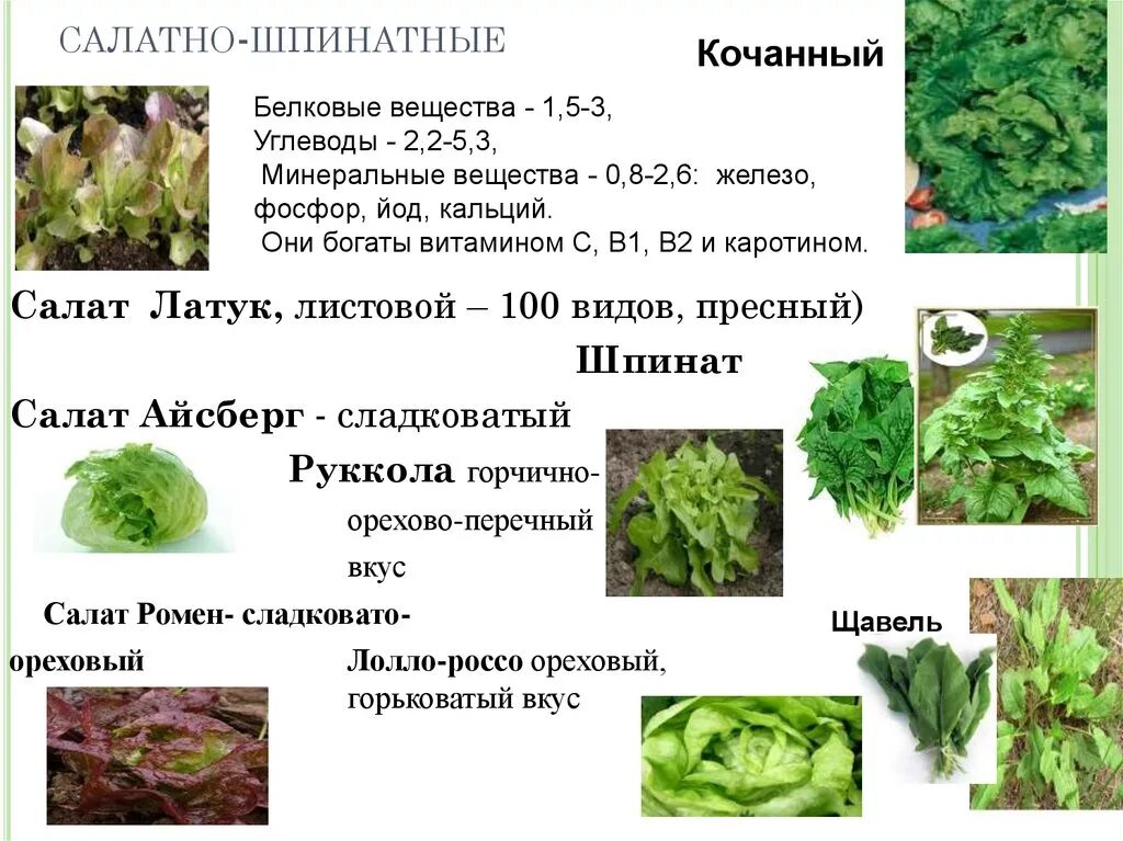 Сколько можно есть салата. Салатно Шпинатные овощи список. Зелёный салат сорта кочанные сорта. Зелень и листовые овощи. Салатные листовые овощи.