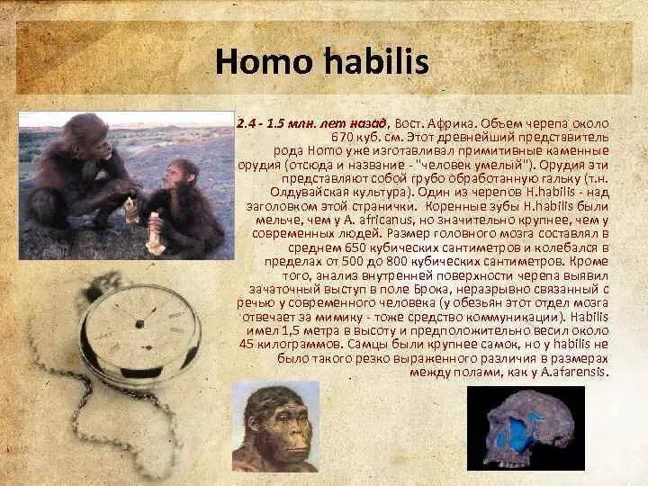 Первые представители рода хомо. Род homo представители Эволюция. Этапы эволюции рода homo. Древнейший представитель рода человек. Первые представители рода человек