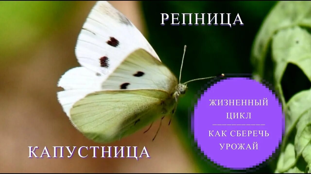 Белянка класс. Бабочка белянка капустница. бабочка капустная белянка. капустная белянка (капустница). репная белянка.