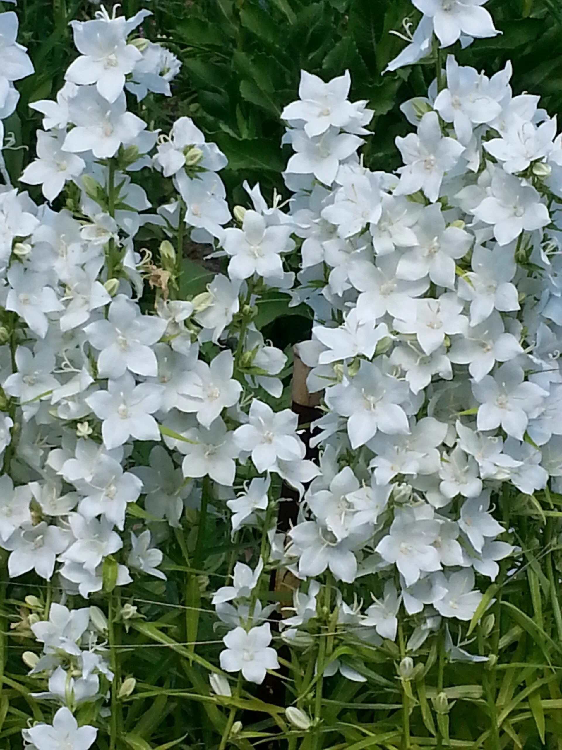 Колокольчик карпатский (campanula carpatica). Кампанула садовая многолетняя. Кампанула биколор. Кампанула приальпийская. Цветок кампанелла показать фото.