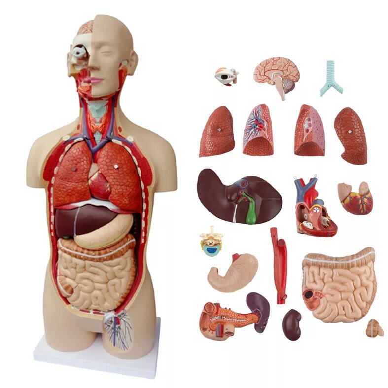 Форма органов человека. Анатомическая модель человека. Муляжи внутренних органов. Муляж внутренних органов человека. Анатомический муляж.