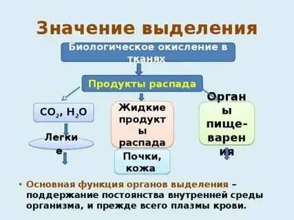 Цвет выделений и их значение. Цвет выделений и их значение