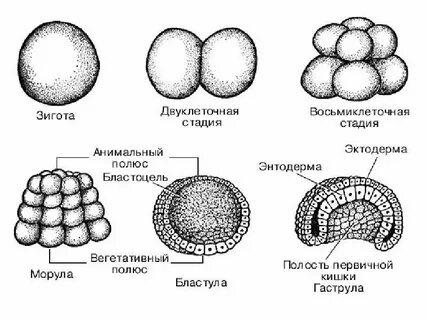 Анимальный полюс яйцеклетки