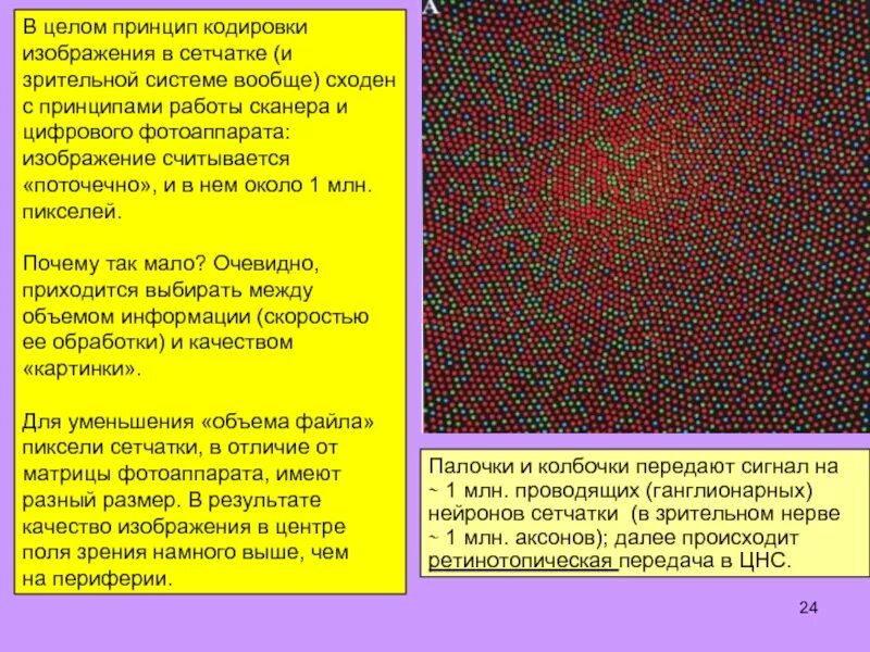 Принципы кодирования изображения. Принцип ретинотопической организации зрительной сенсорной системы. принципы организации зрительного поля. ретинотопическая организация зрительной коры. принципы организации зрительного поял.