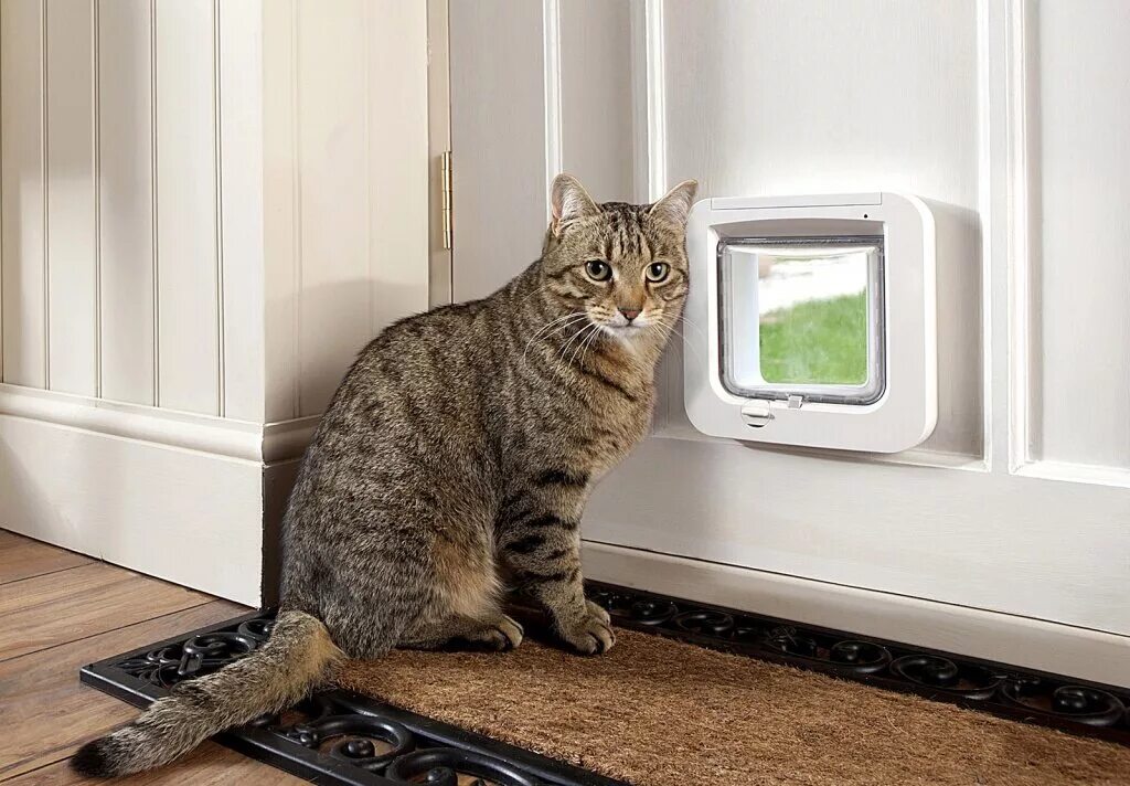 Дверь с дверцей для кошки межкомнатная. Ceek кошка doors. Кошка в новой квартире. Дорс кошка. Дверь с дверцей для кошки межкомнатная.