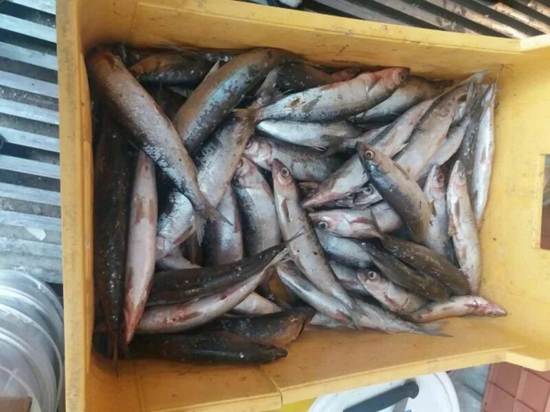 Омуль улан удэ. Рыбная ярмарка в улан-удэ. Картины улан удэ. Омуль деликатес с душком. Омуль сухого посола.