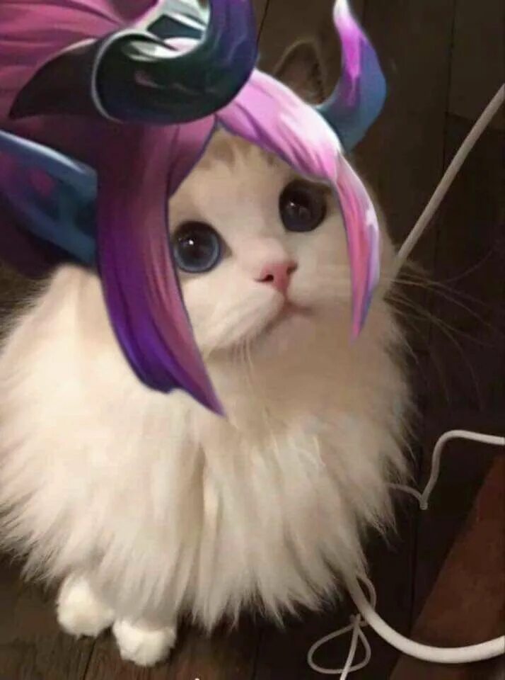 Cat edits
