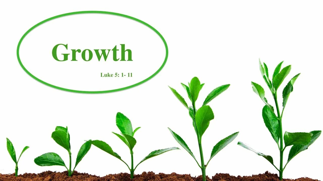Зеленый лист. Экология растений. Зелёные растения. Plant wide. Plant wide.