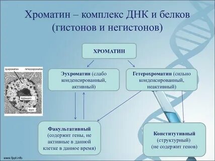 Хроматин виды