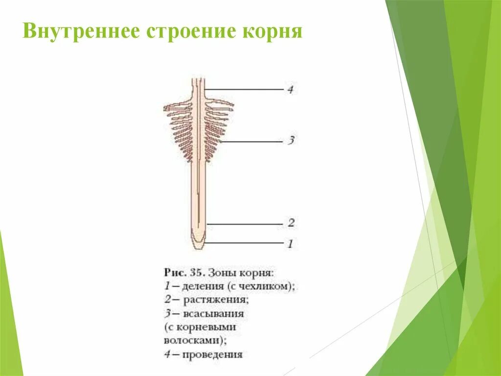 Строение зоны корня рисунок