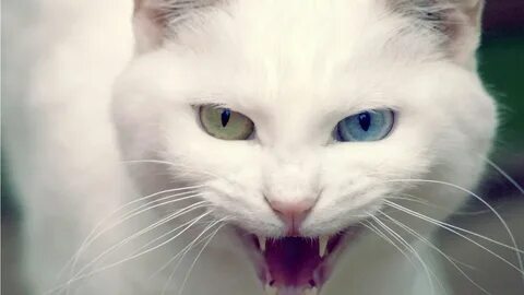 К чему снится злая кошка