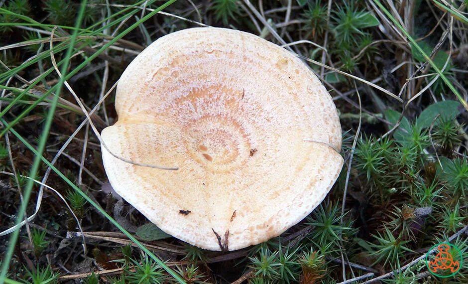 волнушка гриб. рыжики грибы червивые. волнушка розовая. рыжик гриб съедобный. рыжик боровой.