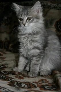 Кошки в добрые руки самара