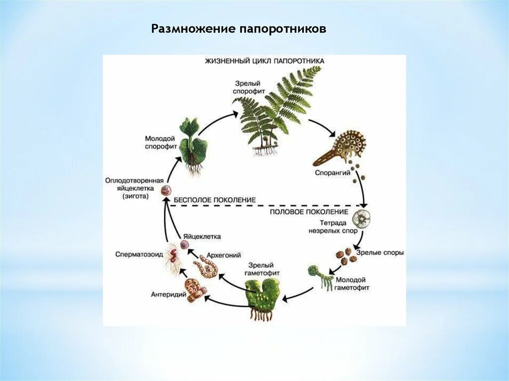 Размножение папоротников схема. Схематическое размножение папоротника. Схема размножения папоротника 6. Размножение папоротниковидных схема. Мужские гаметы папоротников