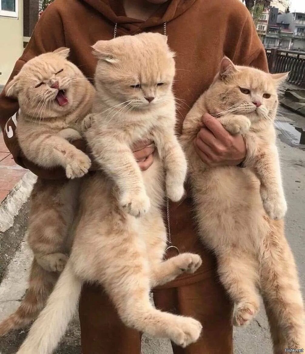 Три очень кота очень. Три котика. котики эстетика. котики эстетика бежевый. бежевая эстетика кот.