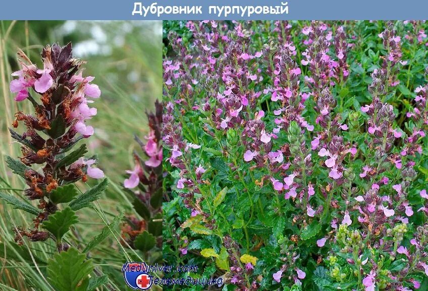 Настой дубровника. Дубровник растение в аптеке. Дубровник растение. Травы в аптеке. Дубровник трава.