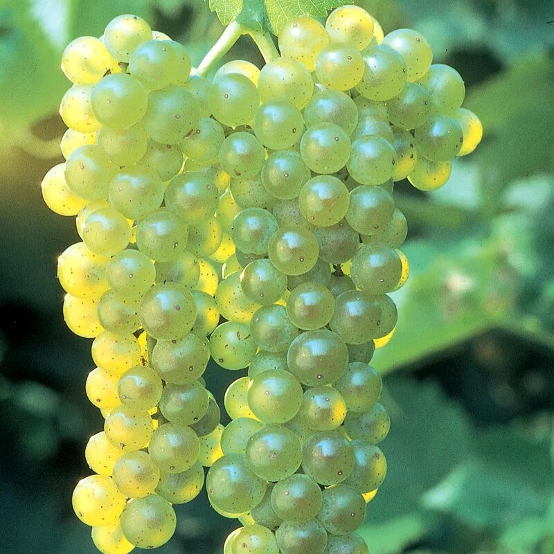 Сорт винограда для белого вина 7 букв. Виноград кишмиш. Кишмиш Химрод. Виноград кишмиш белый. Seedless grapes виноград.