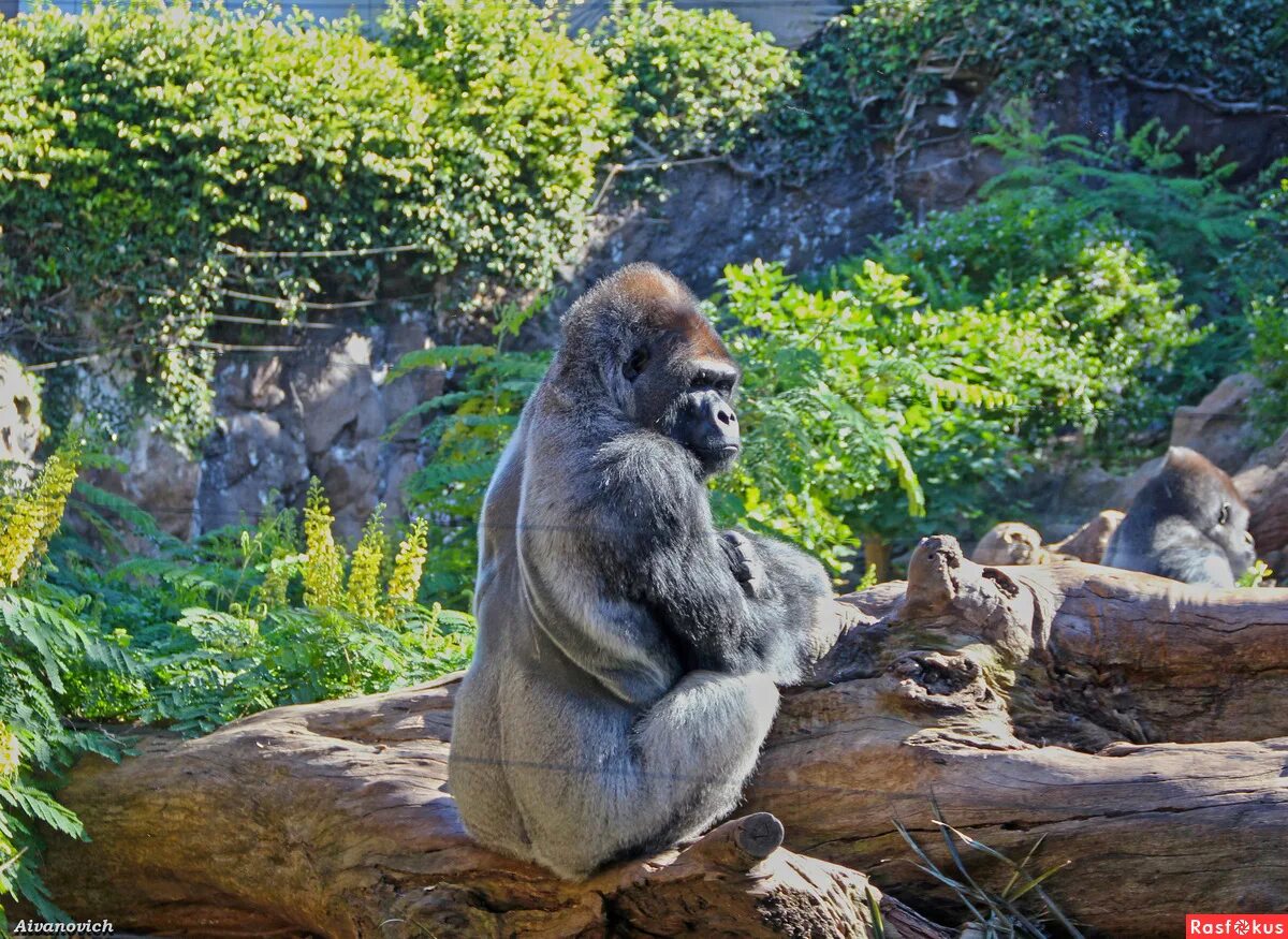 альфа самец гориллы. какой примат самый большой. горилла шабани. горилла. какой примат самый большой.