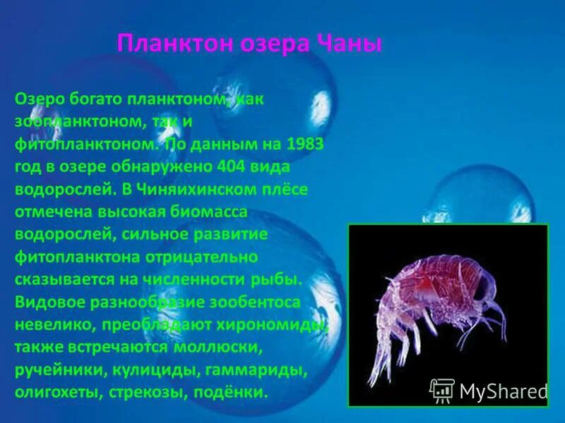 Какое количество планктона в кг. Планктон. Представители планктона. Озерный планктон. Обитатели открытой воды планктон.