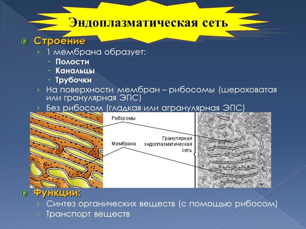 Эндоплазматическая сеть имеющая рибосомы. Гладкая эндоплазматическая сеть мембраны. Гранулярная эндоплазматическая сеть структура. Агранулярная ЭПС строение. Шероховатая ЭПС строение.