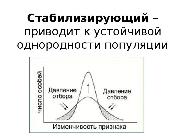 Выберите примеры стабилизирующего естественного отбора. Выберите примеры стабилизирующего естественного отбора