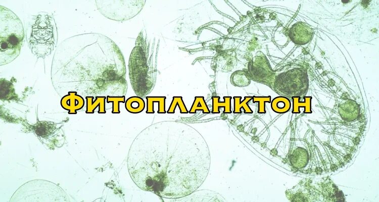 Что ученые называют фитопланктоном дайте определение. Фитопланктон цепь. Фитопланктон строение. Карта фитопланктона. Фитопланктон рисунок.