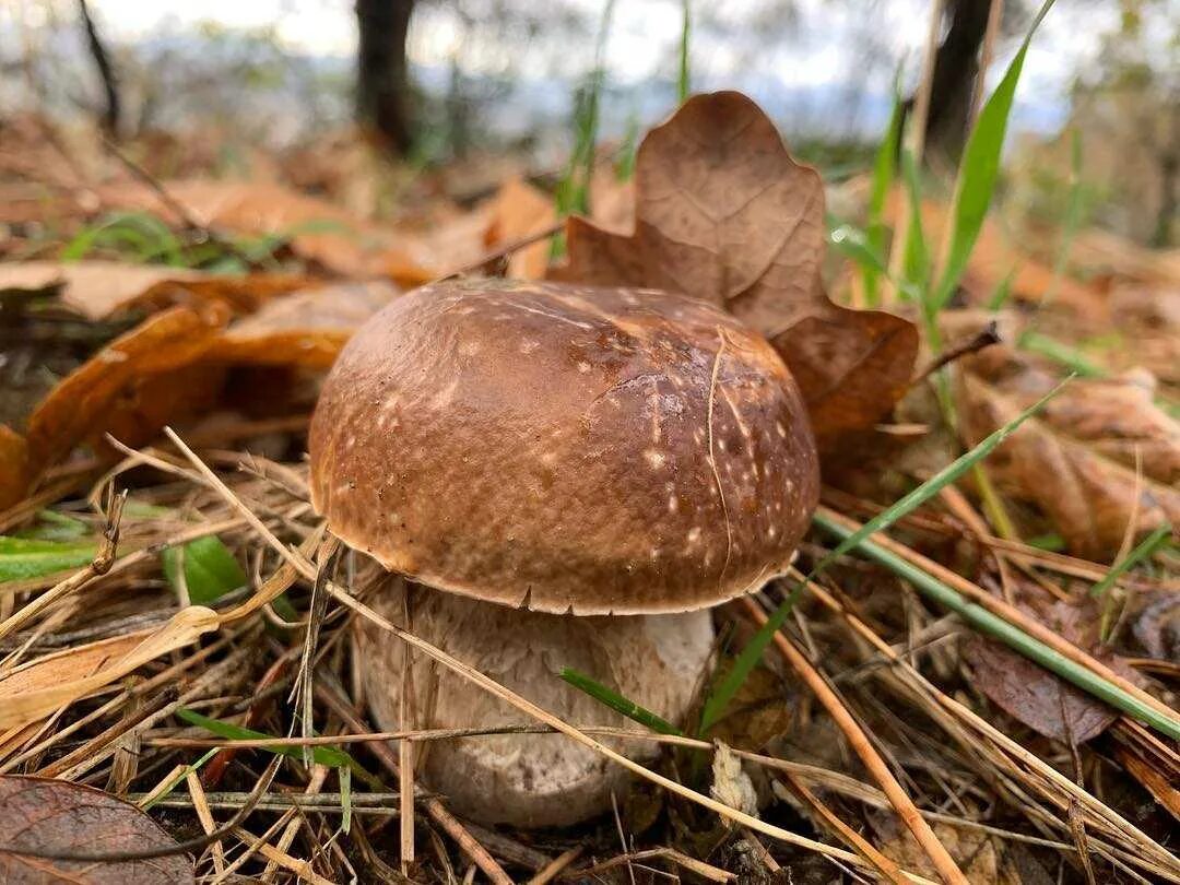 Белый гриб дубовый Боровик сетчатый. Боровик сетчатый Boletus reticulatus. Боровик сетчатый дубовый. Боровик дубовый гриб. Виды белых грибов описание