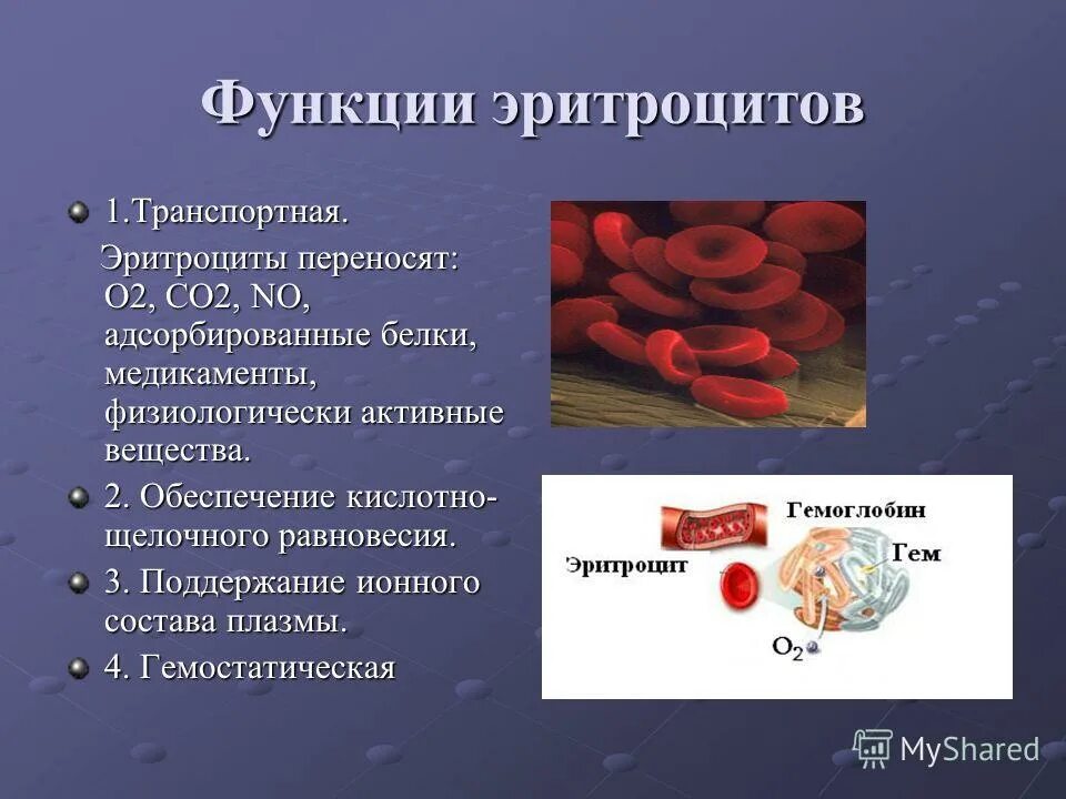 2 функция эритроцитов