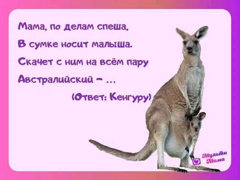 Кенгуру найти слово. Загадка про кенгуру для детей. Загадка про кенгуру. Детские загадки про кенгуру. Загадки про животных для детей кенгуру.